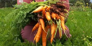 Carrots