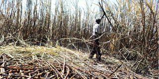 Sugarcane farm 