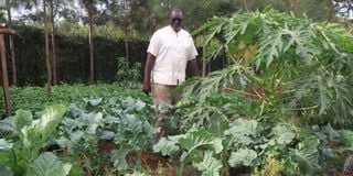 Vegetables farm