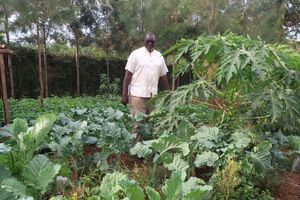 Vegetables farm