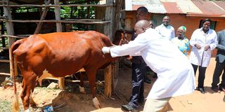 Livestock vaccination