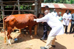 Livestock vaccination