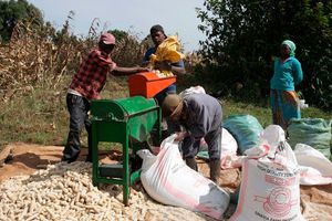 Maize farmers