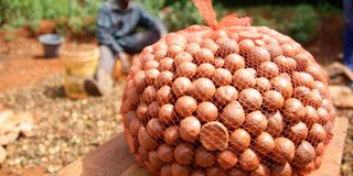 Macadamia nuts