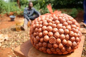 Macadamia nuts
