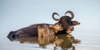 Water buffalo