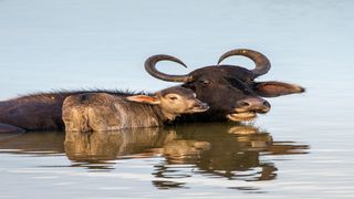 Water buffalo