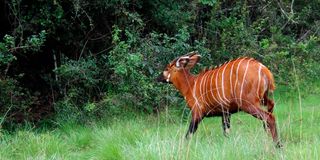 mountain bongo