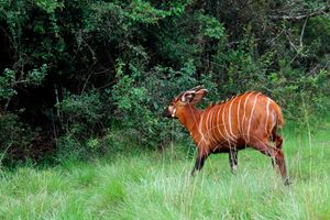 mountain bongo