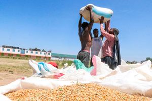 Narok wheat