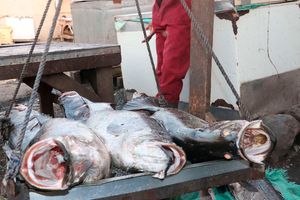 Fish