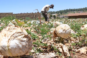 Cabbage farmer