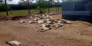 Dead sheep 