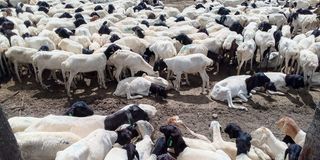 Sheep