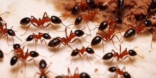 New Content Item (1)