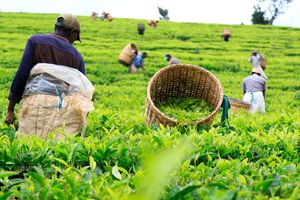 Tea pickers