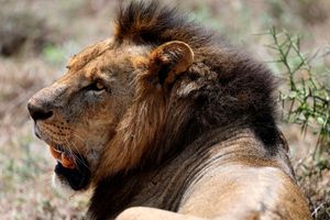 Lion