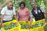 Avocado farming
