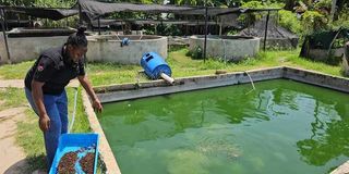 Eliana Nyaguthii Macharia