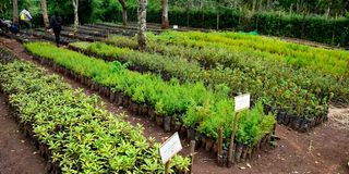 Geta Forest Nursery