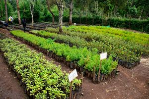 Geta Forest Nursery