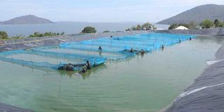 Fish farming
