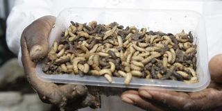 Black soldier fly farming