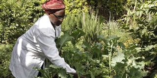 Black soldier fly farming