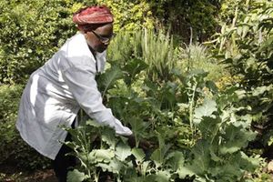Black soldier fly farming