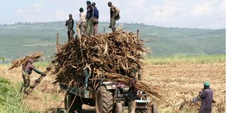 Muhoroni Sugar Company