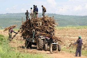 Muhoroni Sugar Company
