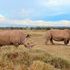 Rhinos
