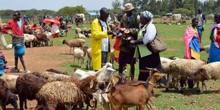 Rumuruti Livestock Market