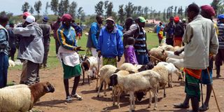 Rumuruti Livestock Market