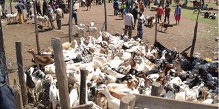 Rumuruti Livestock Market