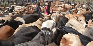 Rumuruti Livestock Market