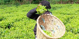 Tea farm