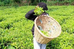 Tea farm