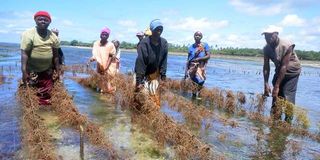 Seaweed farming