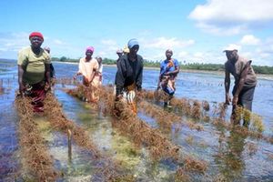 Seaweed farming