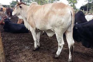 Cow
