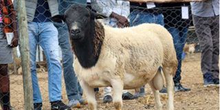 Dorper sheep