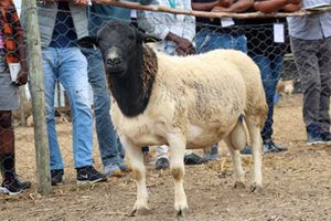 Dorper sheep