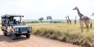 Game drive
