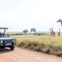 Game drive
