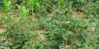 Traditional vegetables