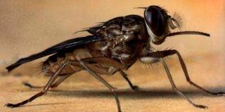 Tsetse fly