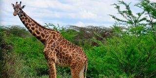 A giraffe 
