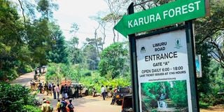 Karura Forest protest 
