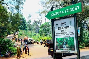 Karura Forest protest 